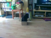 Kater Ferrie im Eigenheim