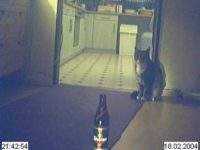 Kater Felix und Köstritzer